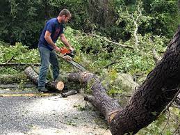 Best Leaf Removal  in Rockwell Place, TX