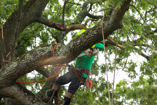 Best Tree Cabling and Bracing  in Rockwell Place, TX