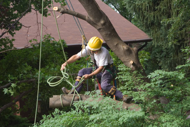 Best Commercial Tree Services  in Rockwell Place, TX