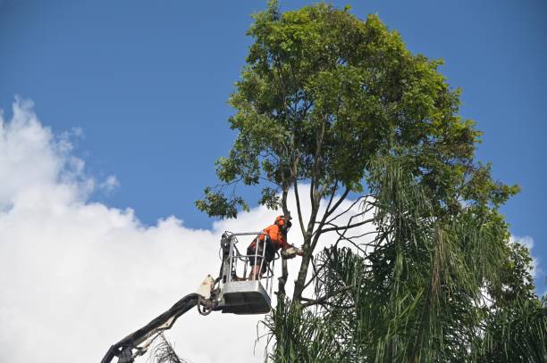 Reliable Rockwell Place, TX Tree Removal Services Solutions