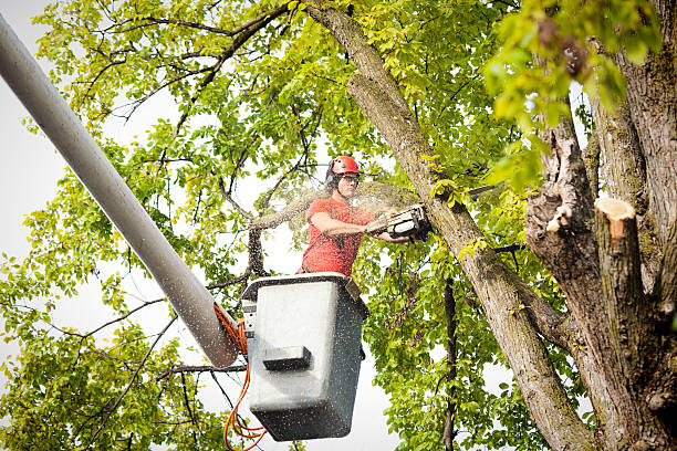 Best Tree Maintenance Programs  in Rockwell Place, TX