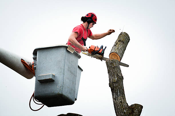 Best Tree Risk Assessment  in Rockwell Place, TX